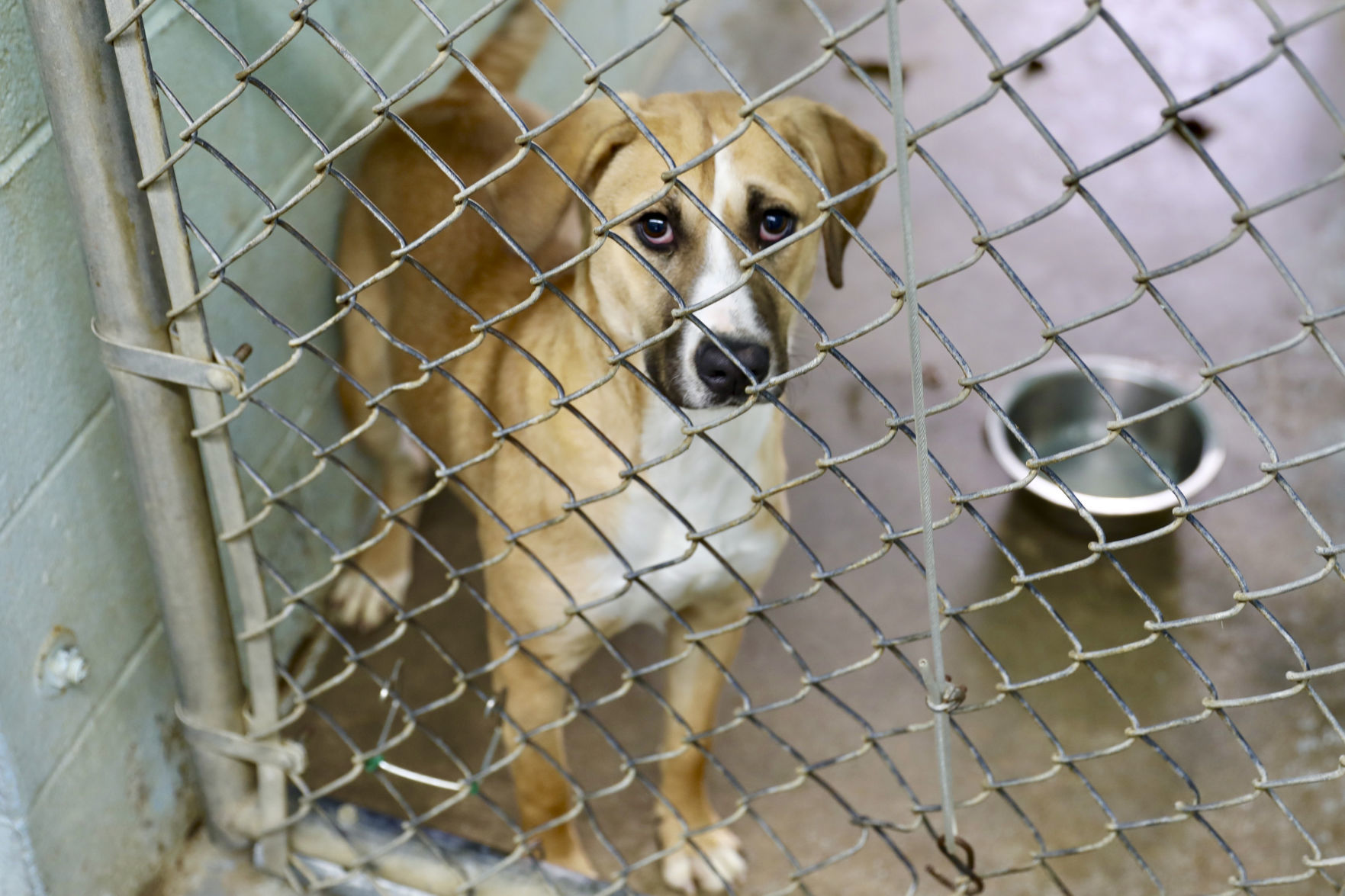 Orangeburg County Animal Shelter
